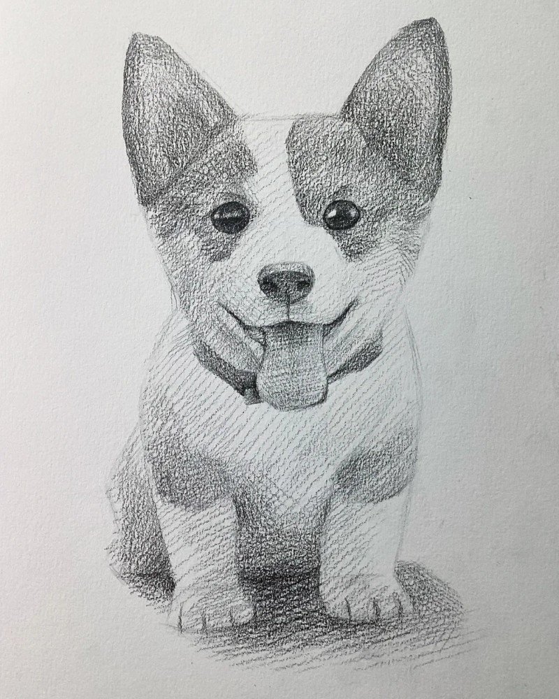 How to draw a corgi dog 5