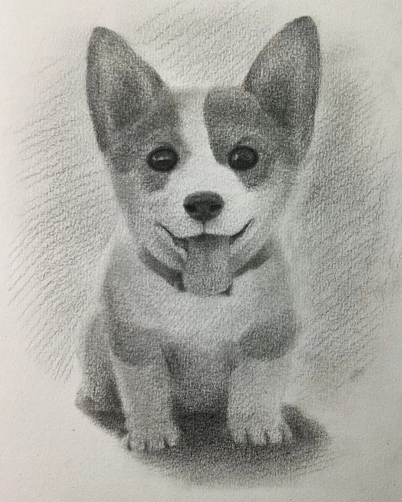 How to draw a corgi dog 7