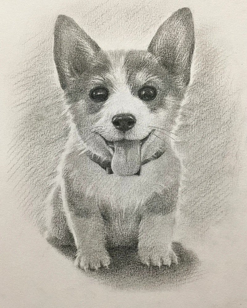How to draw a corgi dog