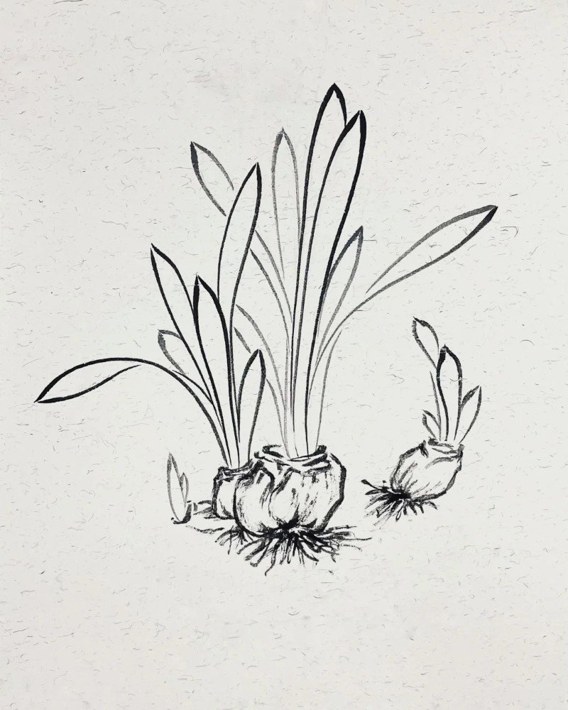 How to draw a daffodil 4