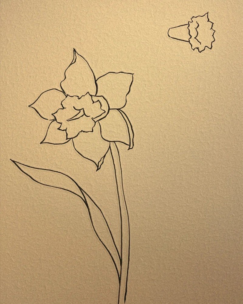 How to draw a daffodil easy 3