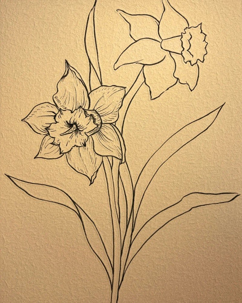 How to draw a daffodil easy 5