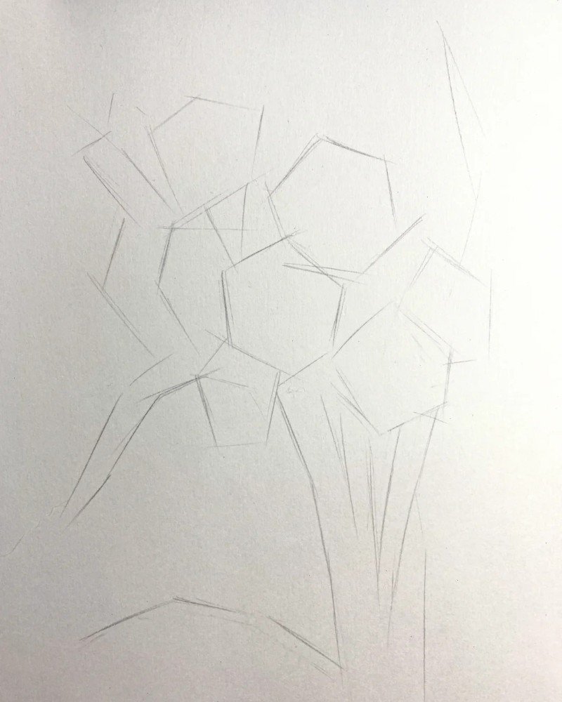 How to draw a daffodil flower 1