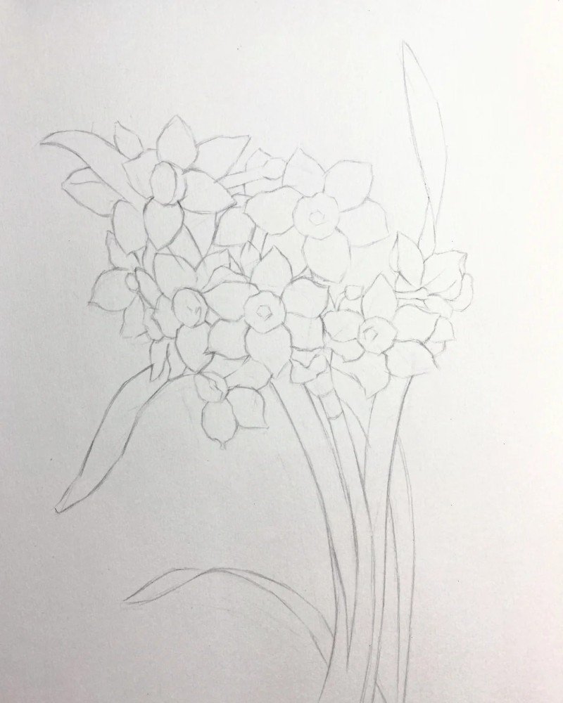 How to draw a daffodil flower 2