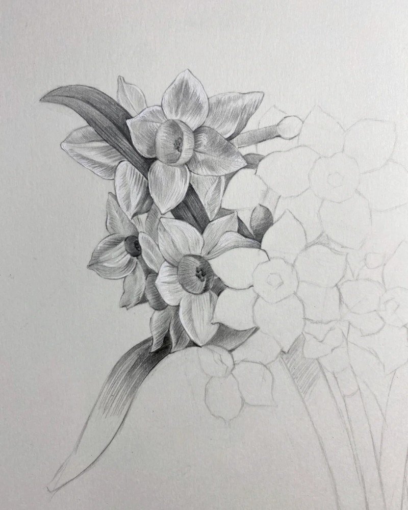 How to draw a daffodil flower 3
