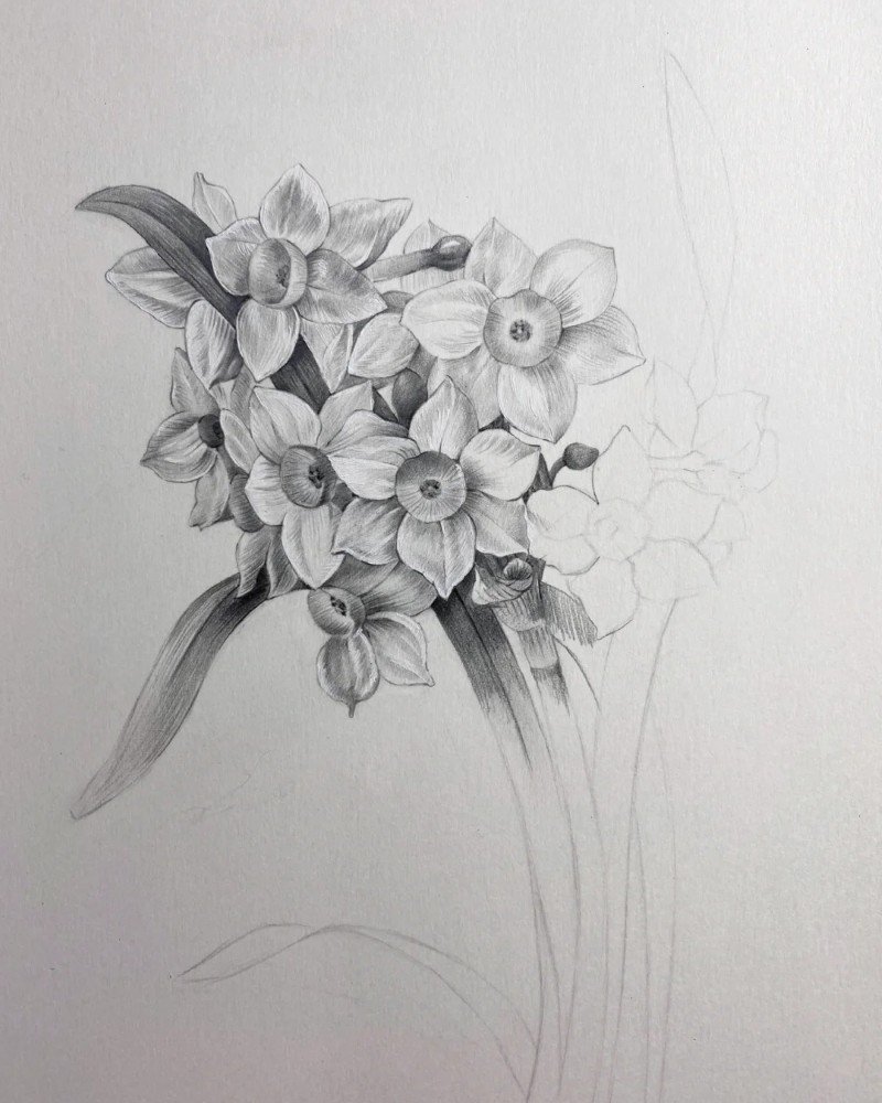 How to draw a daffodil flower 4