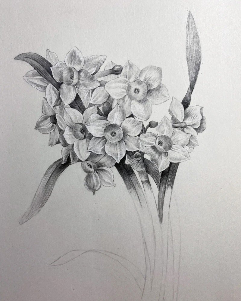 How to draw a daffodil flower 5