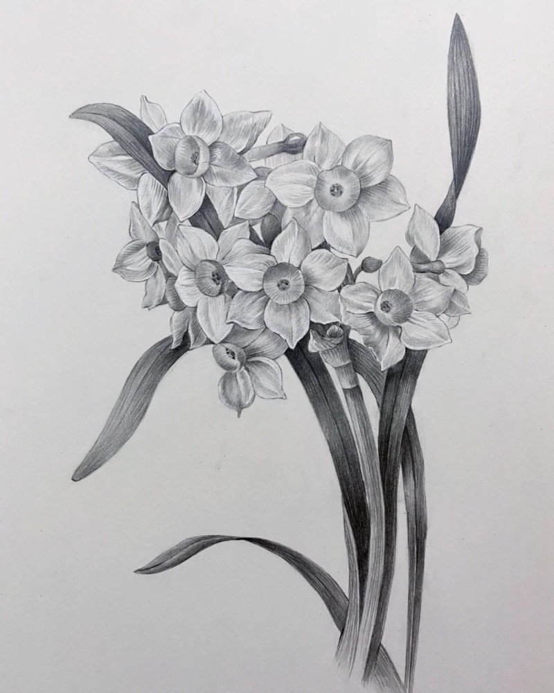 How to draw a daffodil flower