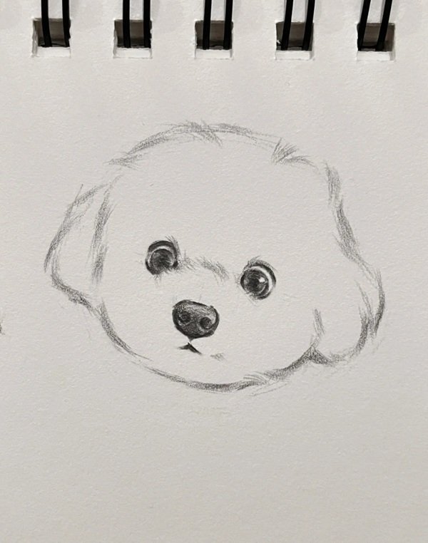 How to draw a dog step by step 3