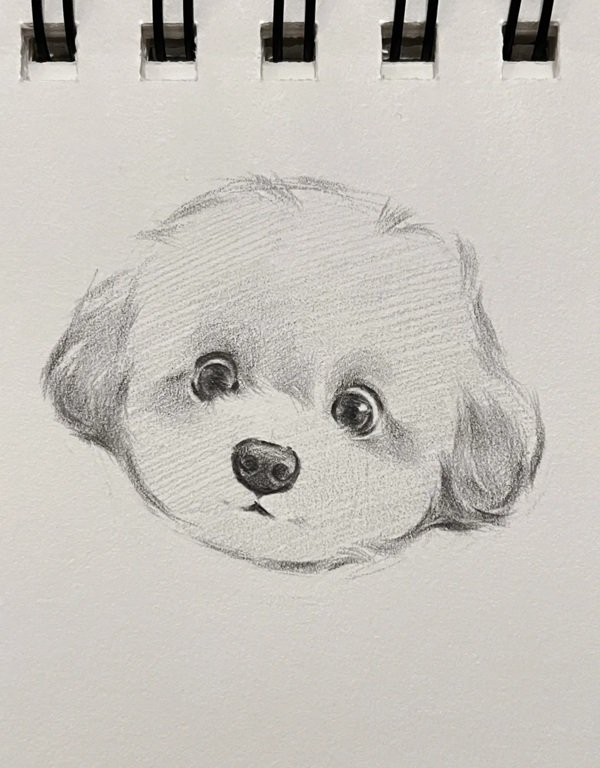 How to draw a dog step by step 4