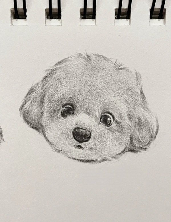 How to draw a dog step by step