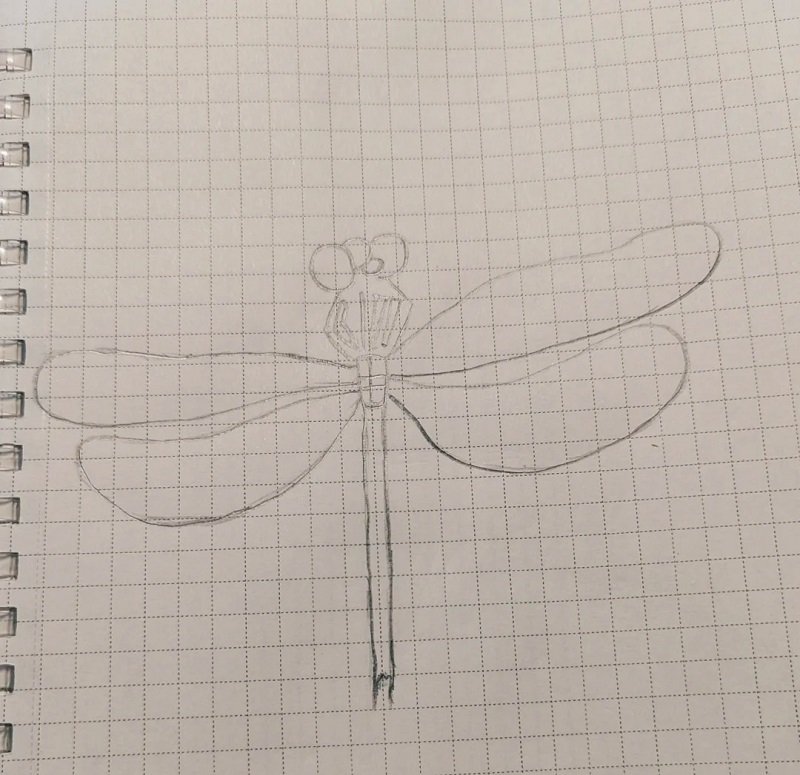 How to draw a dragonfly easy for kids 5