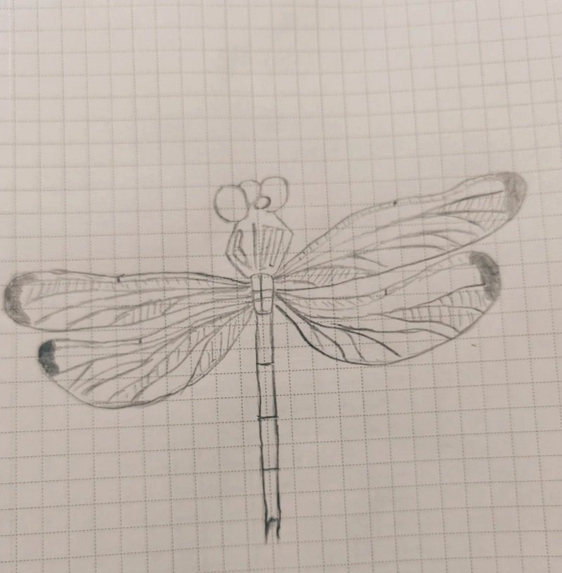 How to draw a dragonfly easy for kids 6