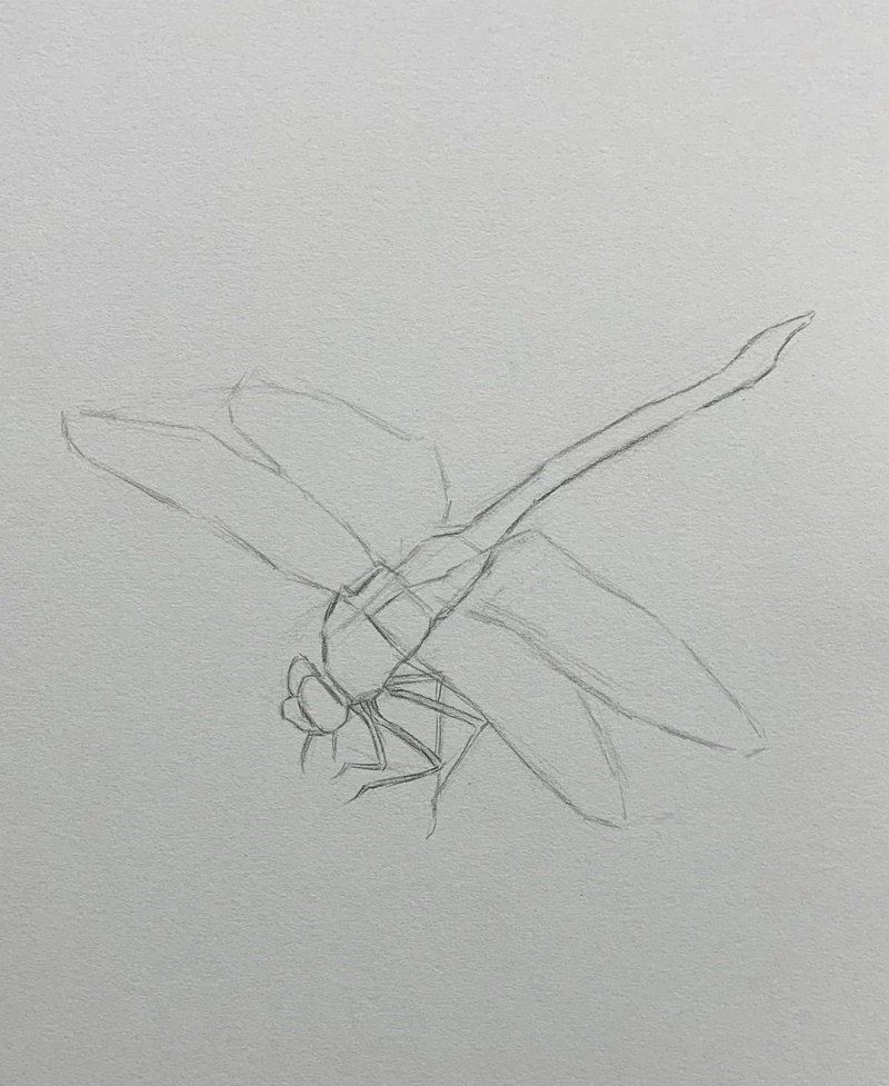 How to draw a dragonfly easy step by step 1