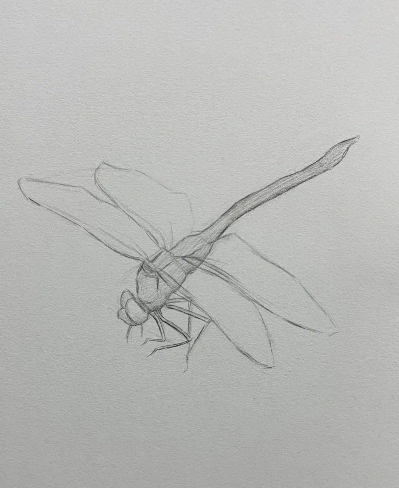How to draw a dragonfly easy step by step 2