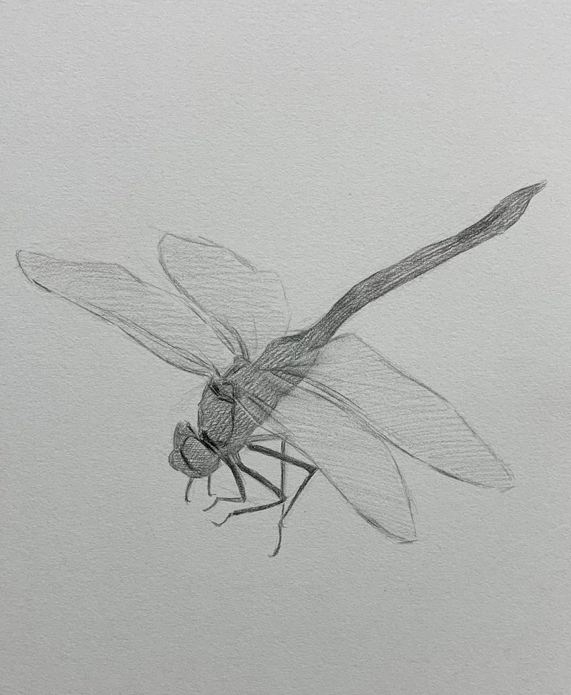 How to draw a dragonfly easy step by step 3