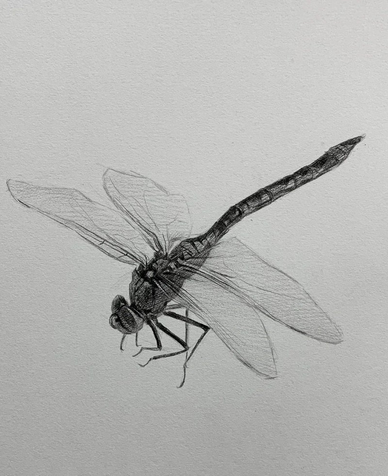 How to draw a dragonfly easy step by step 4