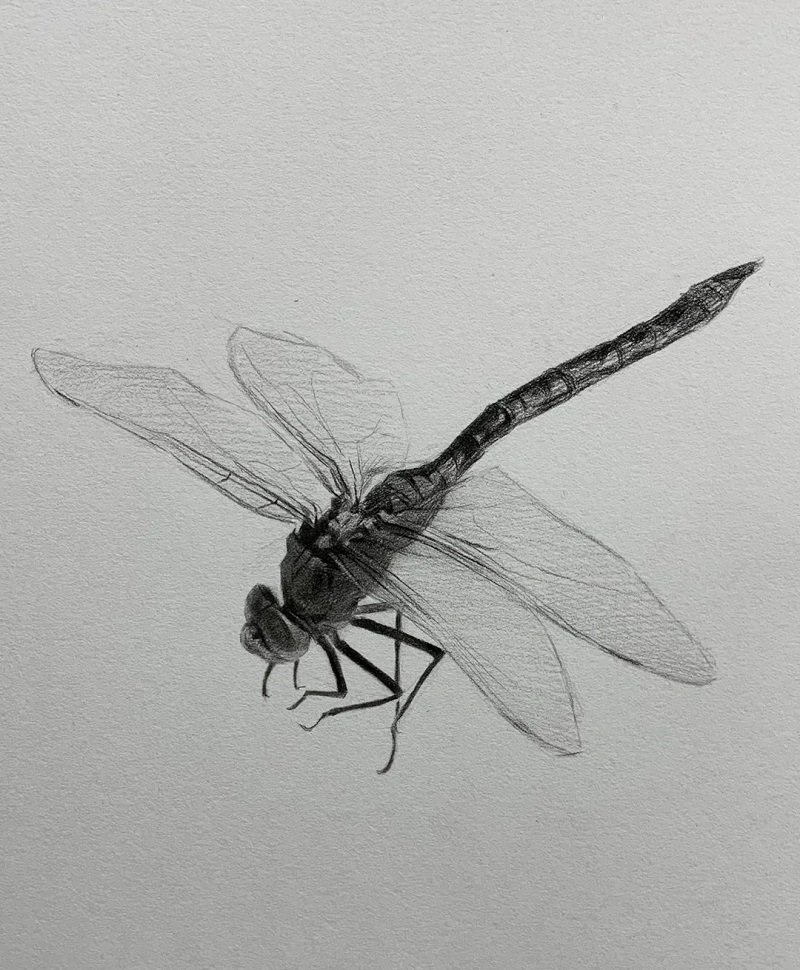 How to draw a dragonfly easy step by step 5