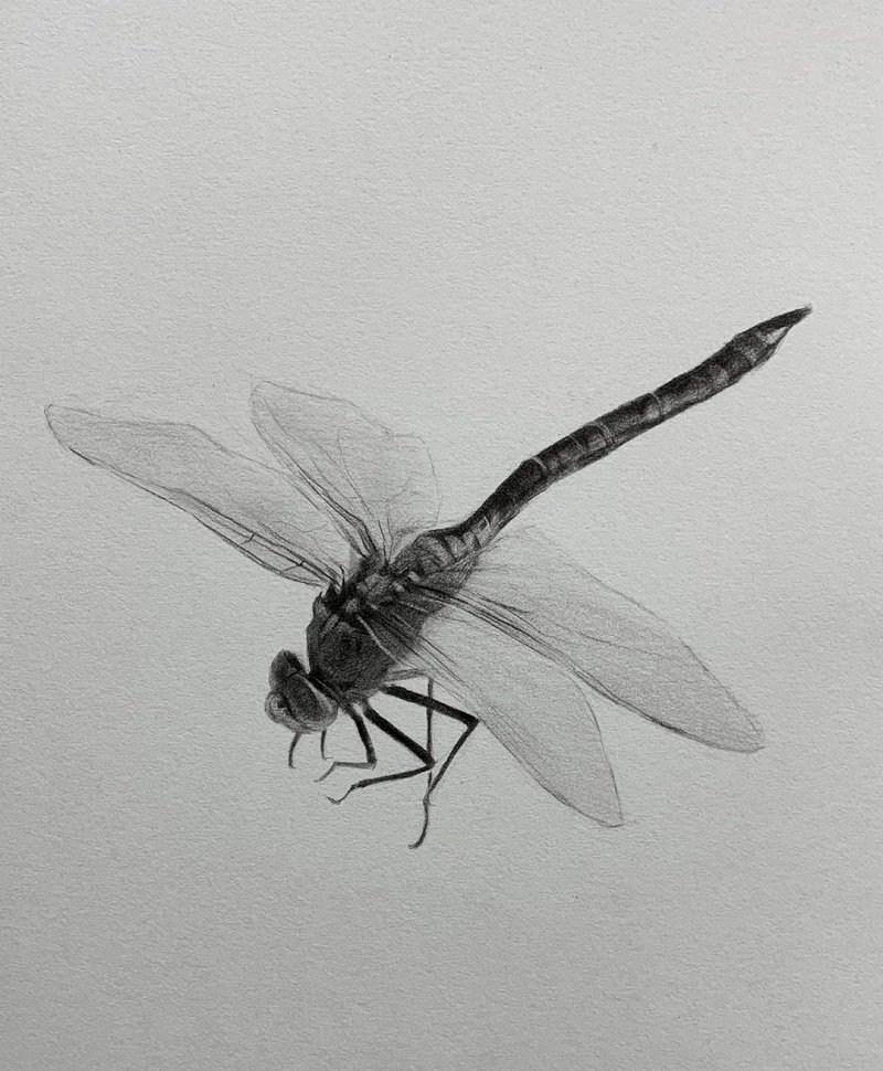 How to draw a dragonfly easy step by step