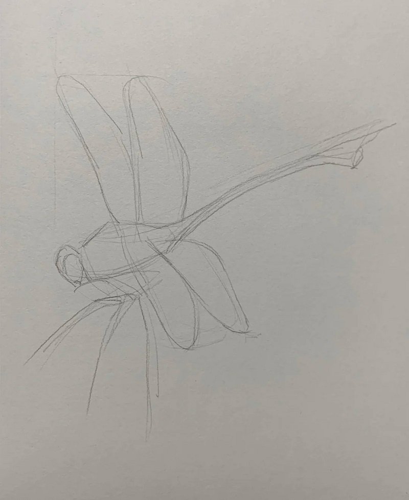 How to draw a dragonfly step by step 1
