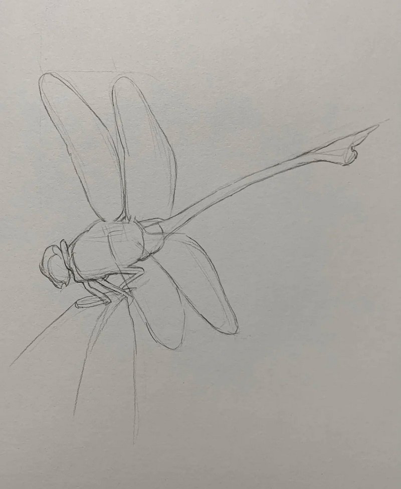 How to draw a dragonfly step by step 2