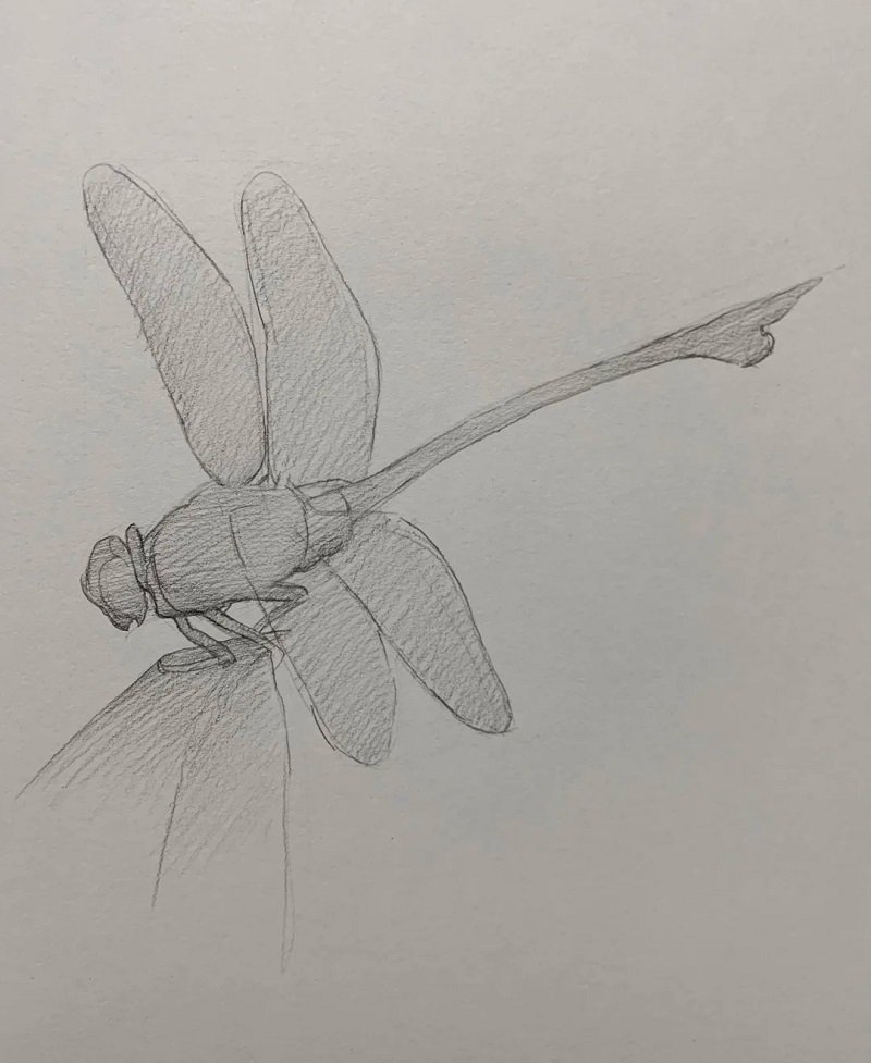 How to draw a dragonfly step by step 3