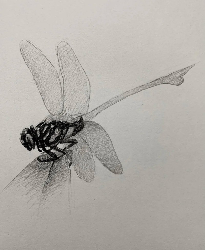How to draw a dragonfly step by step 4