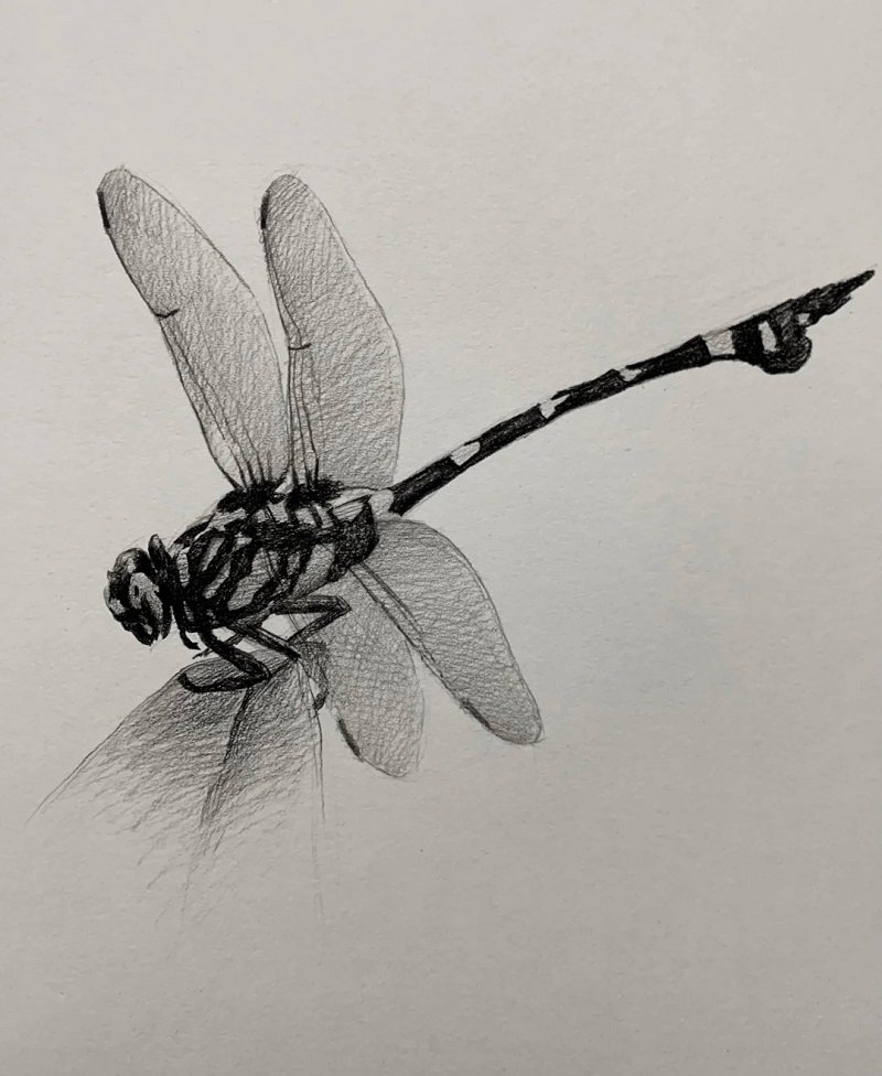 How to draw a dragonfly step by step 5
