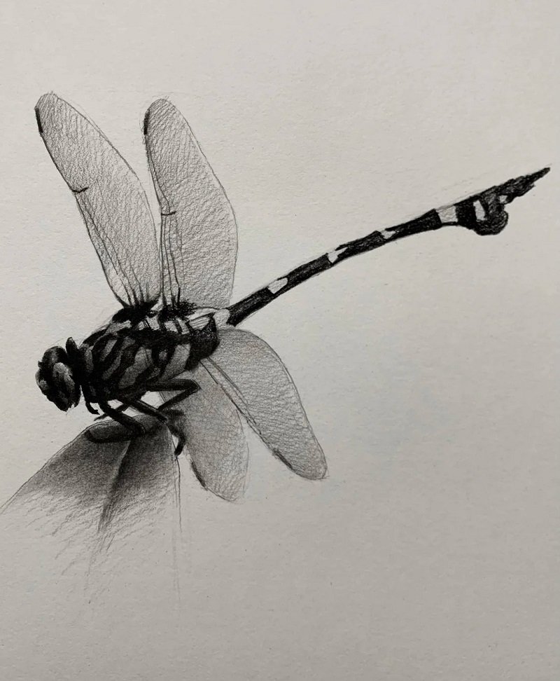 How to draw a dragonfly step by step 6