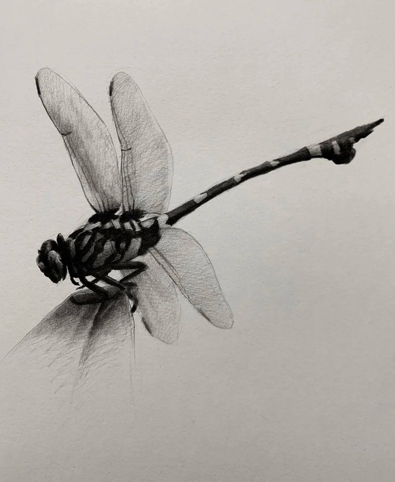 How to draw a dragonfly step by step