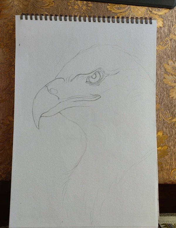 How to draw a eagle 1