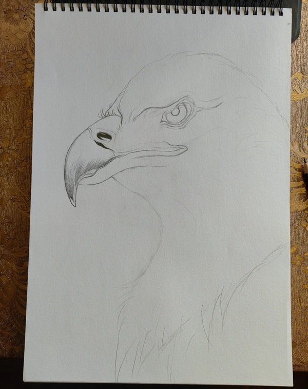 How to draw a eagle 2