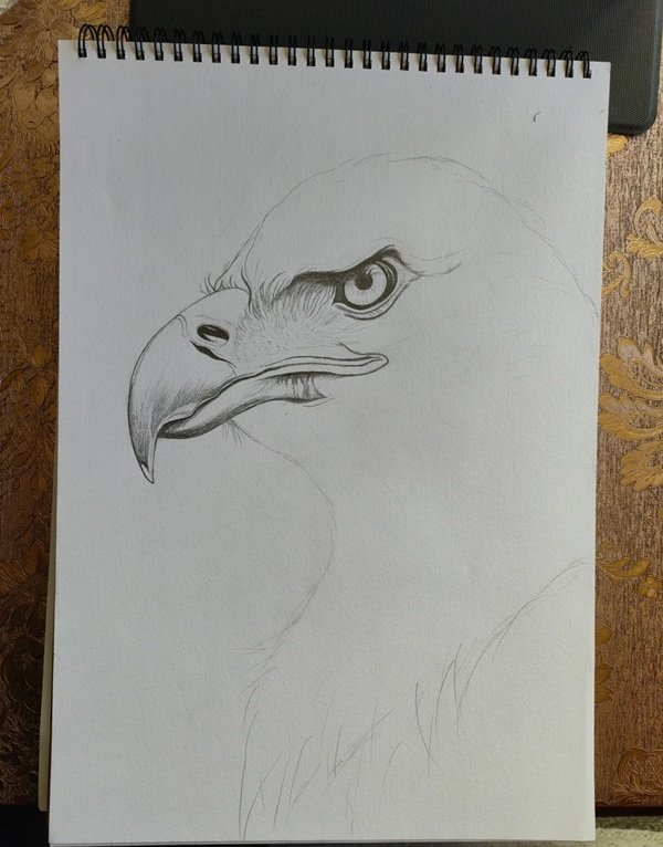 How to draw a eagle 3