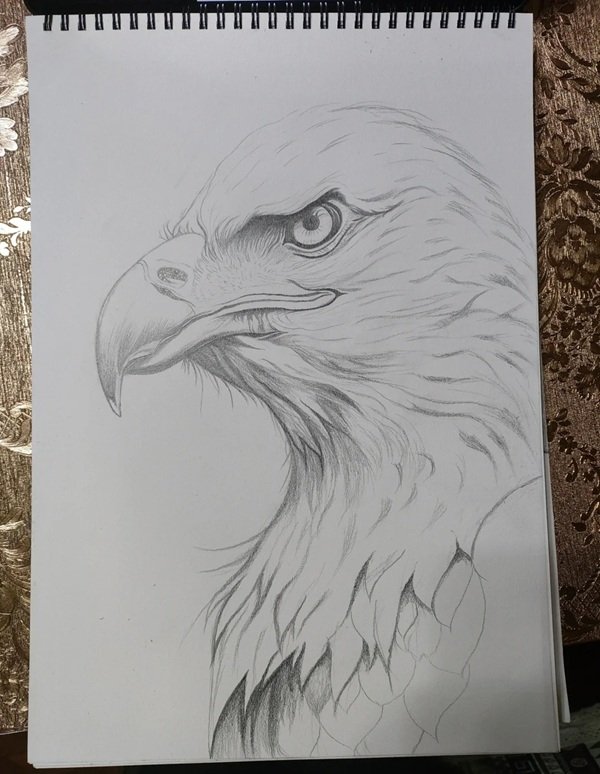 How to draw a eagle 4