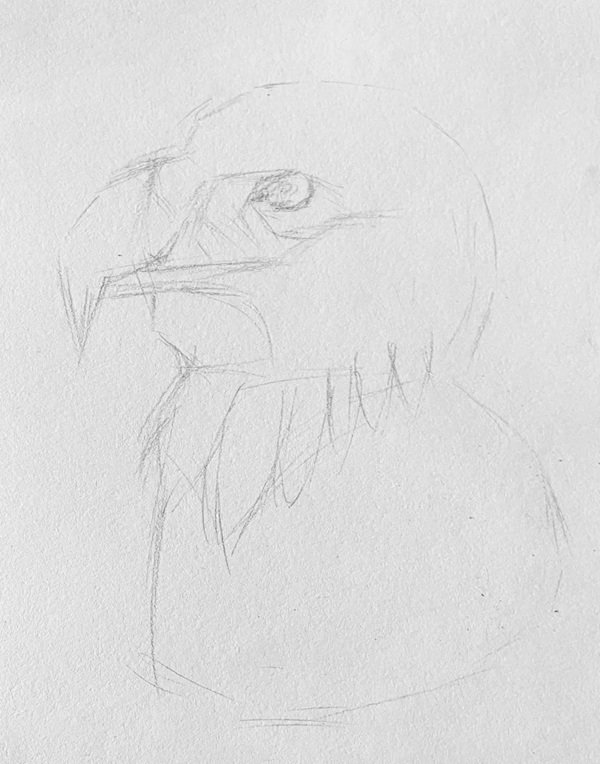 How to draw a eagle easy 1