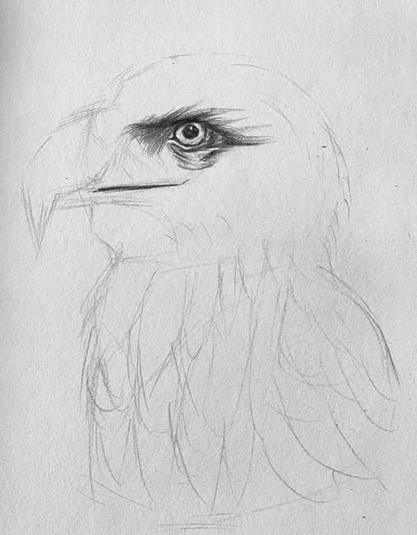How to draw a eagle easy 3