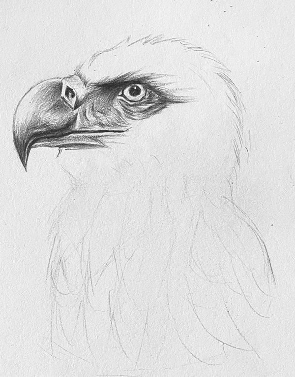 How to draw a eagle easy 4