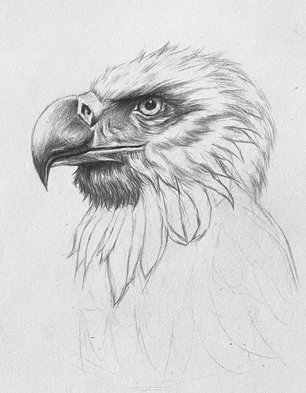 How to draw a eagle easy 5