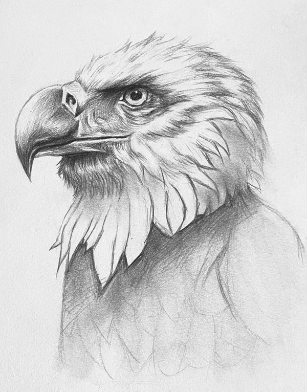 How to draw a eagle easy 6