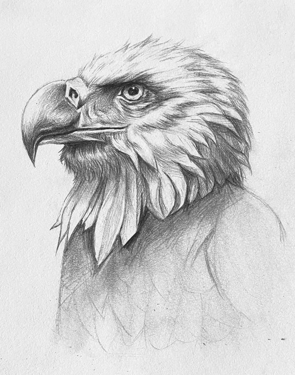 How to draw a eagle easy 7