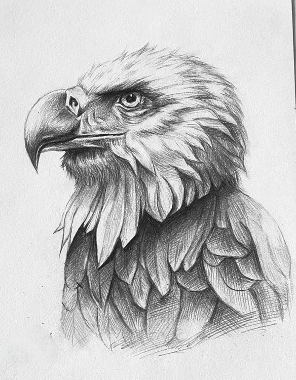 How to draw a eagle easy