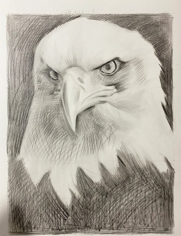 How to draw a eagle for kids 3