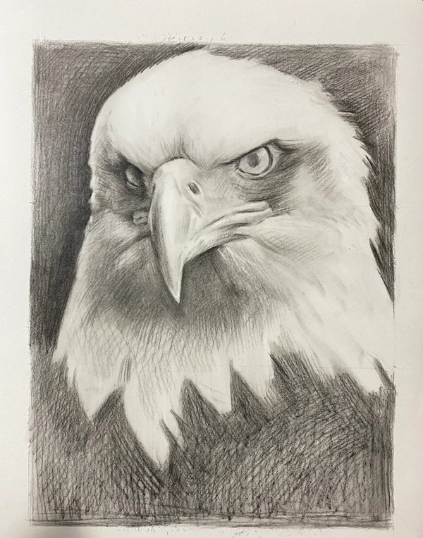 How to draw a eagle for kids 4