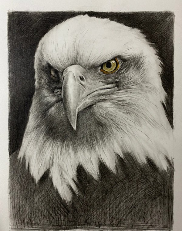 How to draw a eagle for kids