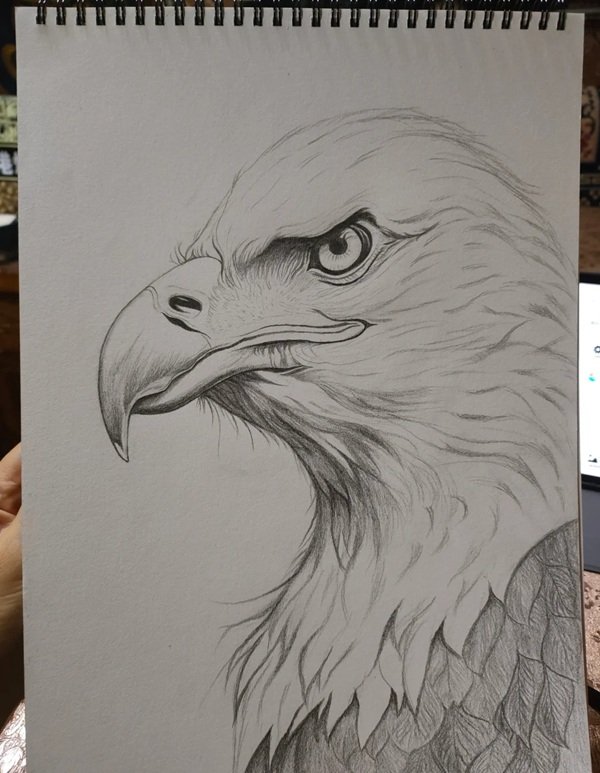 How to draw a eagle