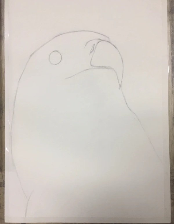 How to draw a easy eagle 1