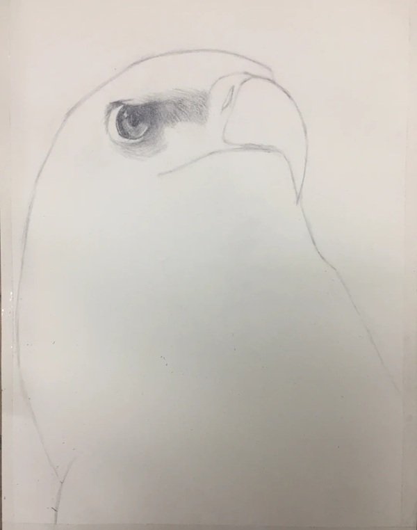 How to draw a easy eagle 2