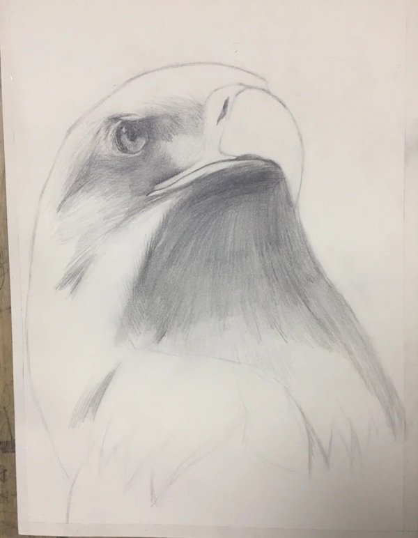 How to draw a easy eagle 3