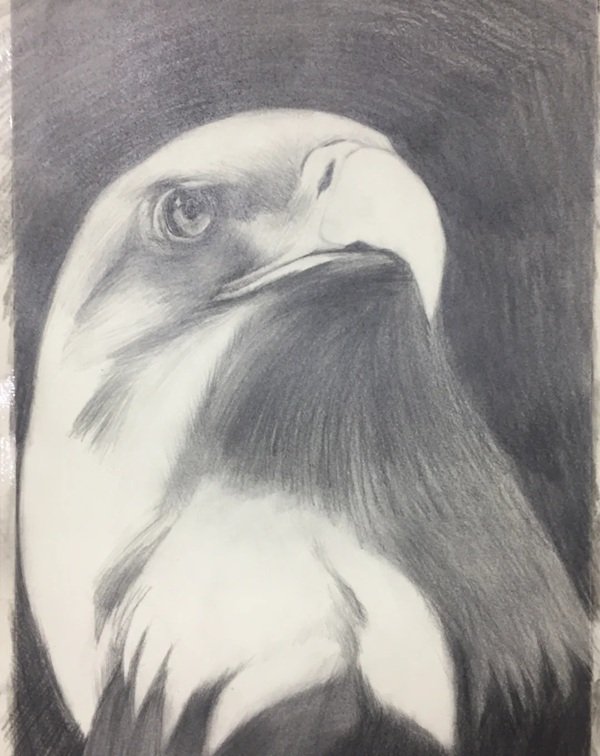 How to draw a easy eagle 6