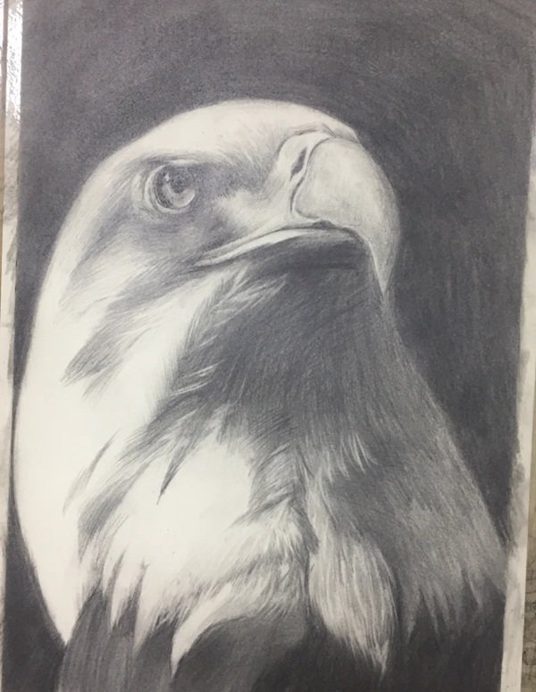 How to draw a easy eagle 7 